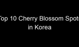 Top 10 Cherry Blossom Spots in Korea