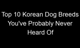 Top 10 Korean Dog Breeds You’ve Probably Never Heard Of