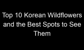 Top 10 Korean Wildflowers and the Best Spots to See Them