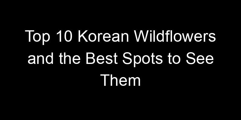 Read more about the article Top 10 Korean Wildflowers and the Best Spots to See Them