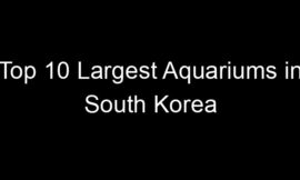 Top 10 Largest Aquariums in South Korea