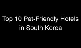 Top 10 Pet-Friendly Hotels in South Korea