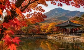 Autumn in South Korea: The Best Fall Foliage Spots and Festivals