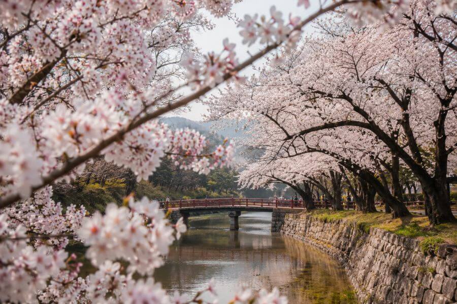 cherry-blossoms-south-korea-best-spots